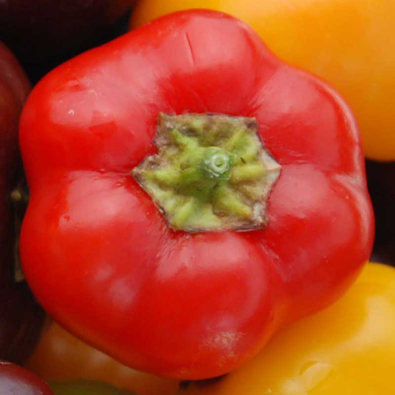 Pepper Mini Bell Red Organic Seed