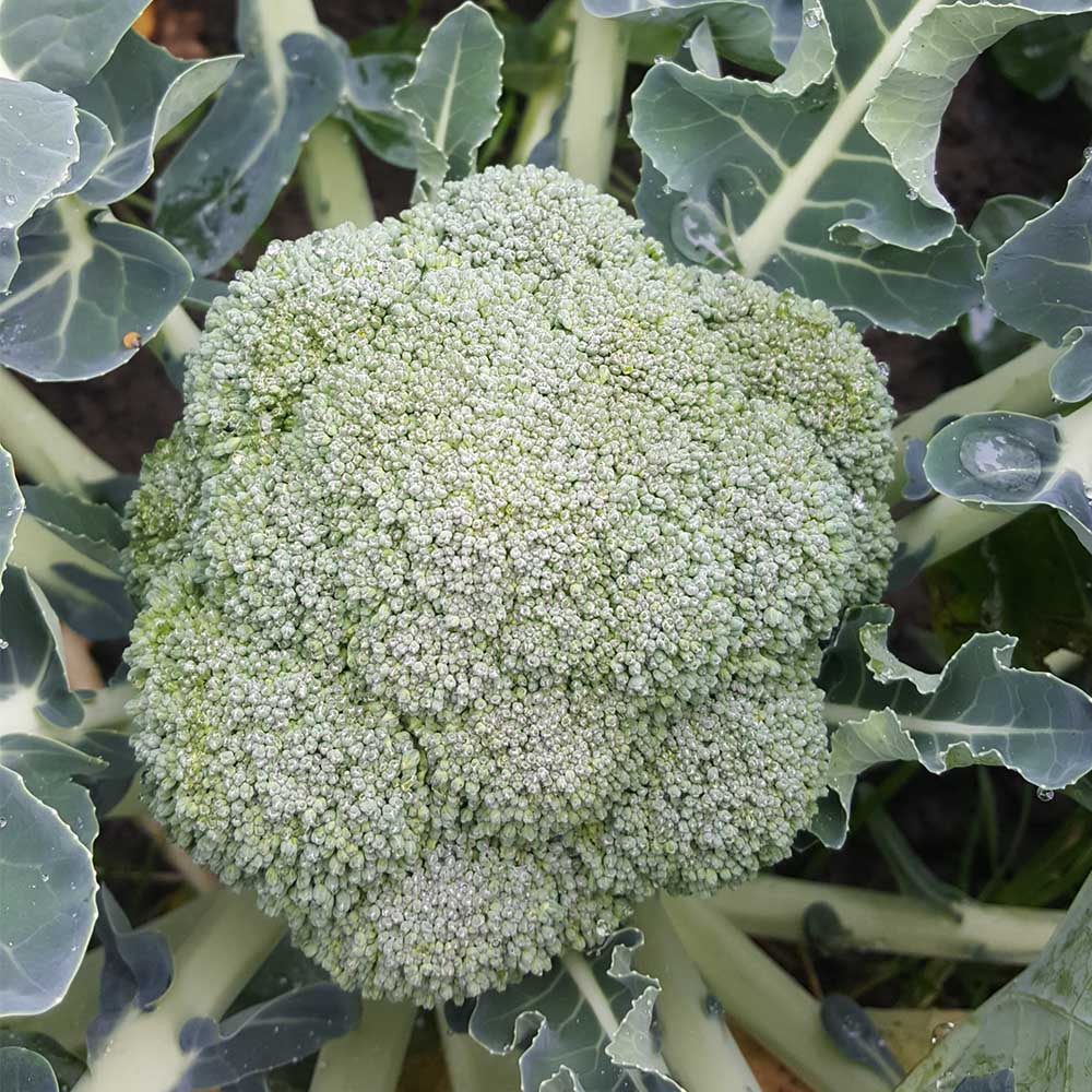 Broccoli Belstar F1 Organic  Seed