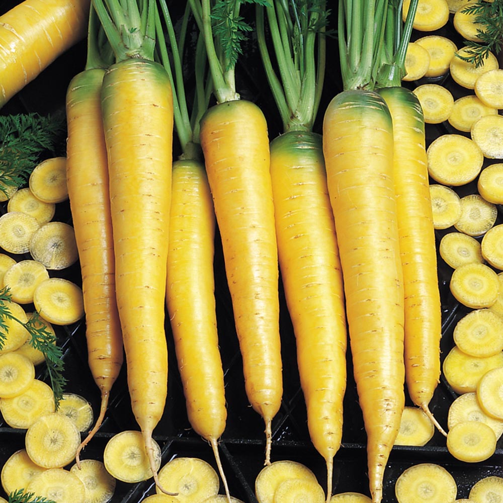 Carrot Yellow Stone Organic Seed