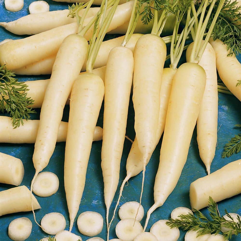 Carrot White Satin F1 Organic  Seed