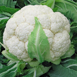 Cauliflower Skywalker F1 Organic  Seed