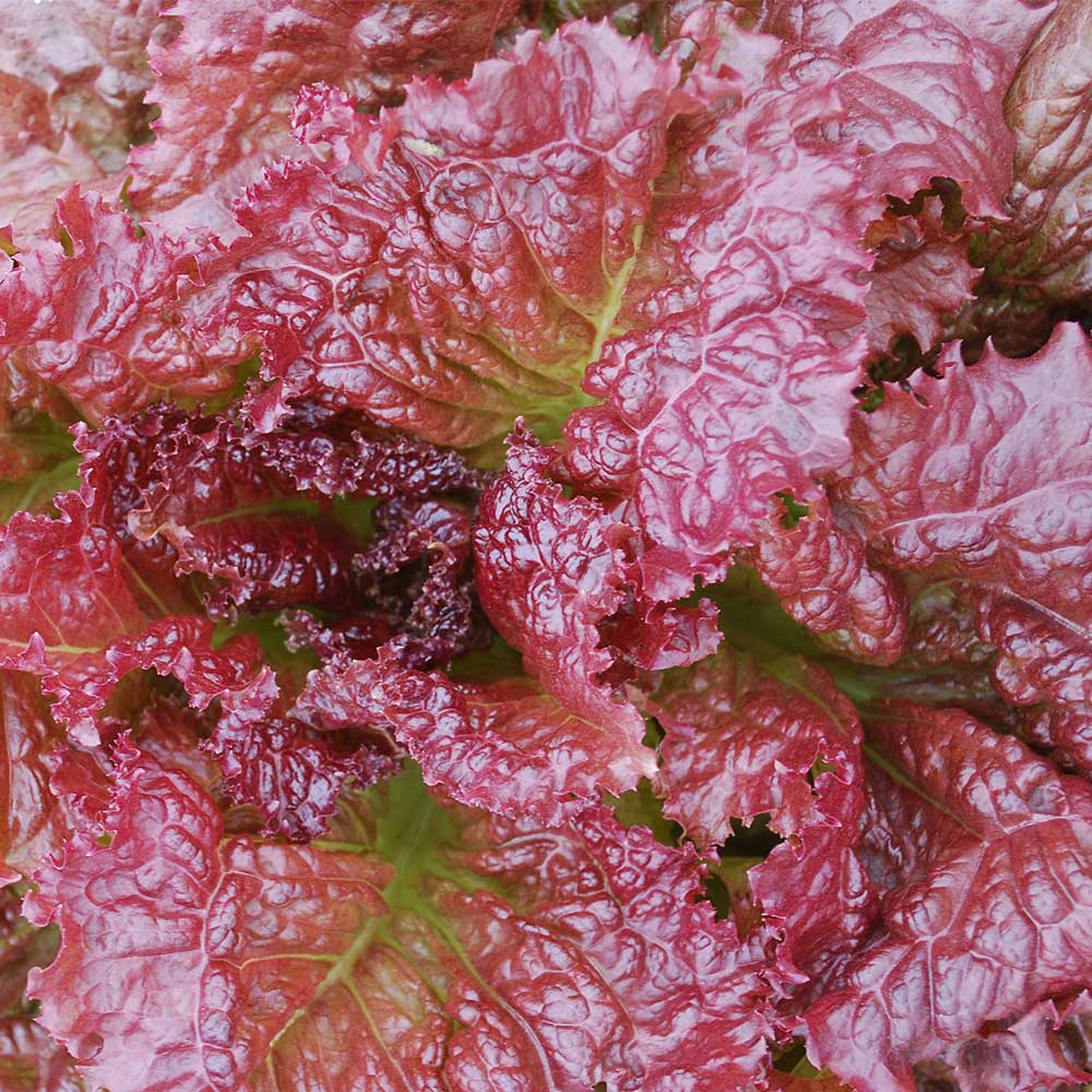 Lettuce Red Velvet Organic Seed