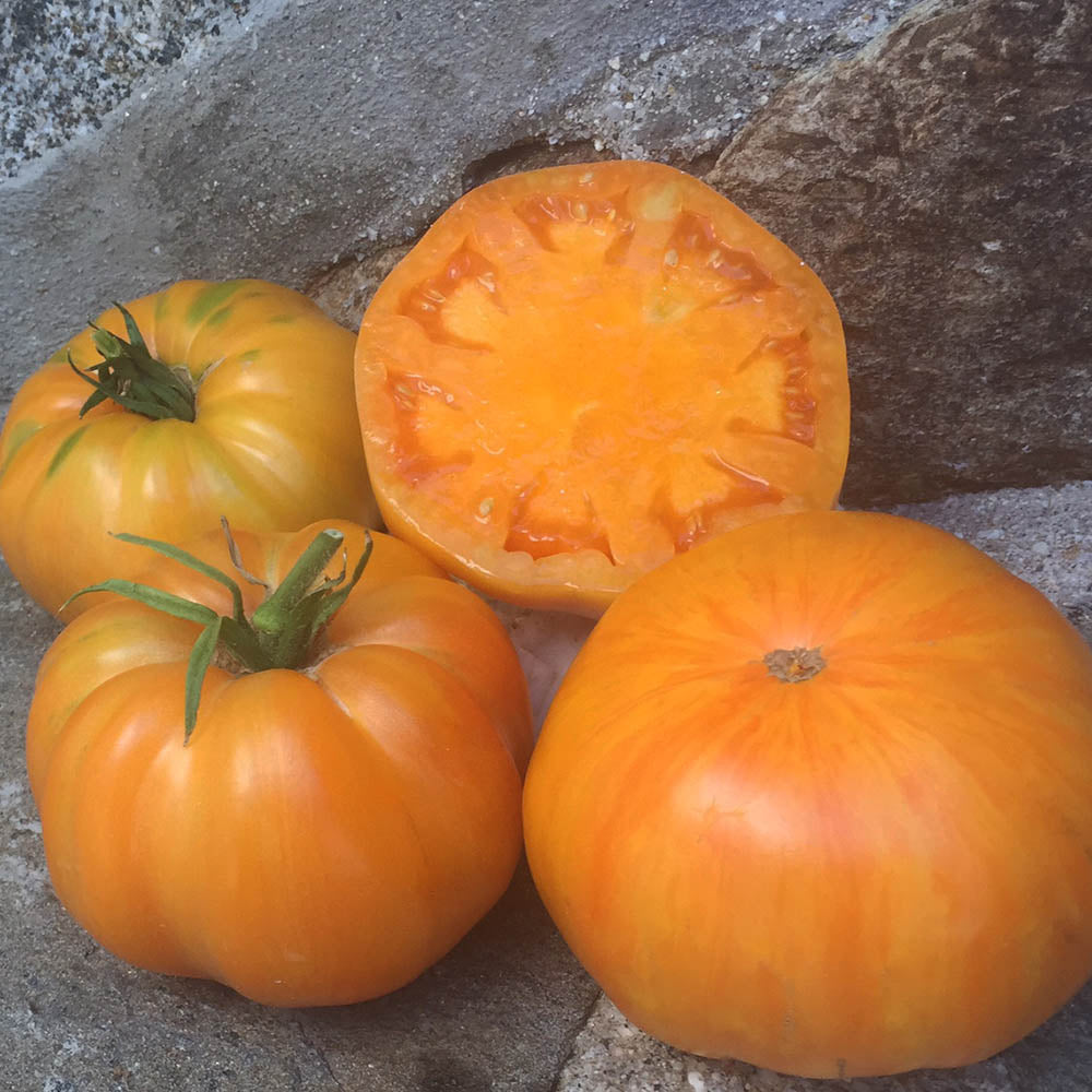 Tomato Orange Jazz Organic Seed