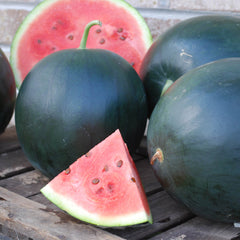 Watermelon Black Tail Mountain Organic Seed