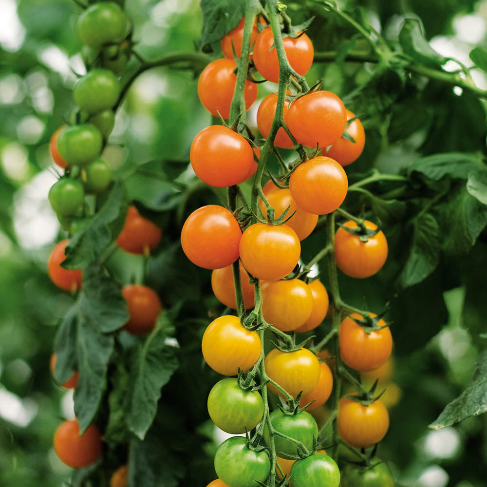 Tomato Toronjina F1 Organic Seed