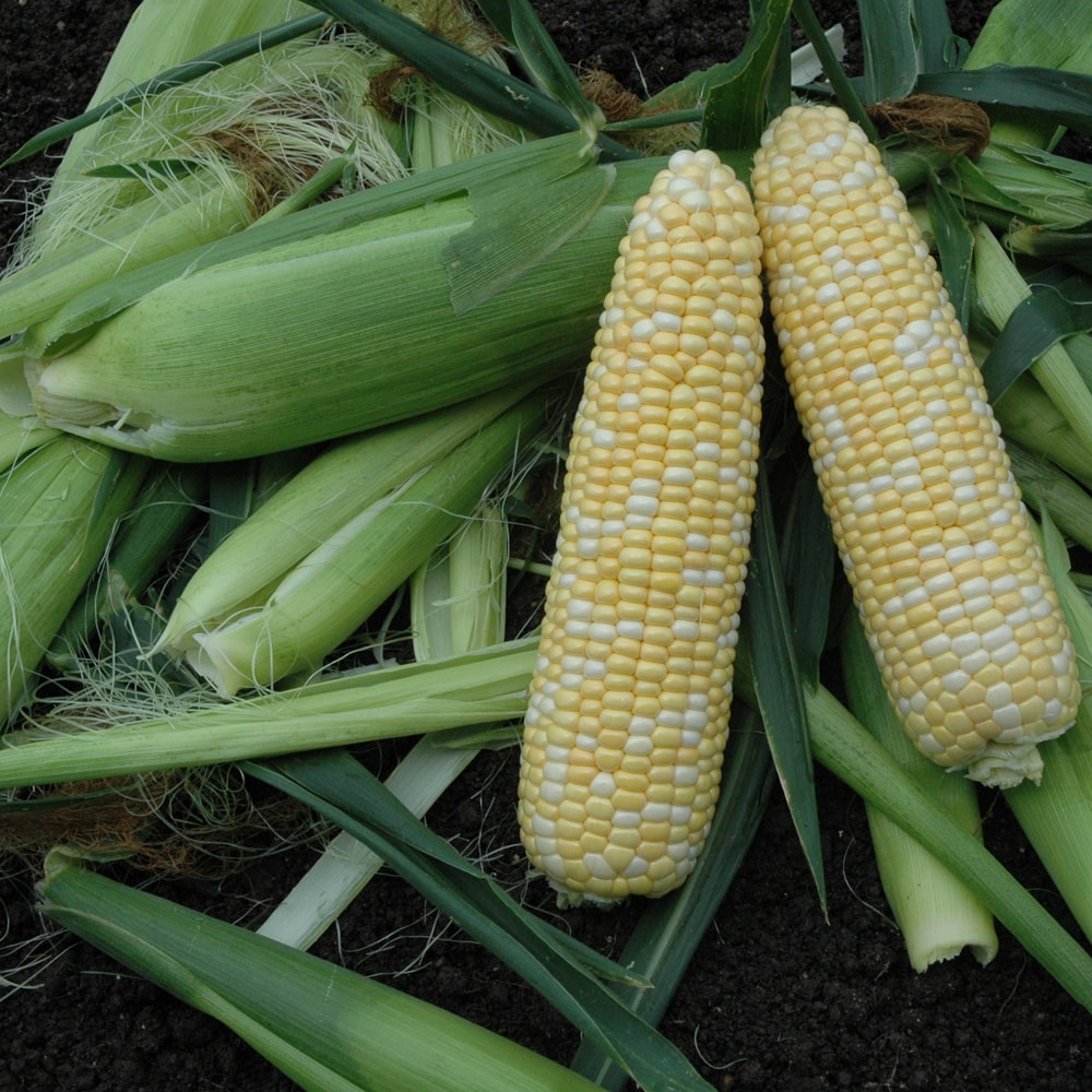 Sweet Corn Caliber XR F1 Seed