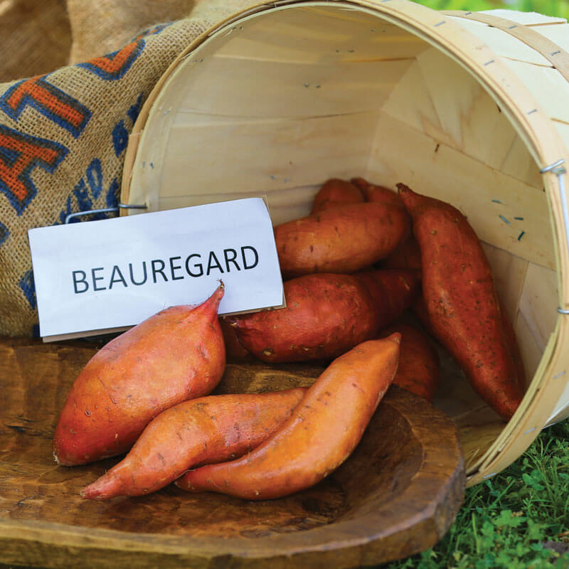 Sweet Potato Beauregard