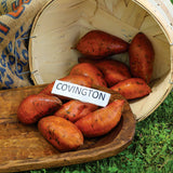 Sweet Potato Covington