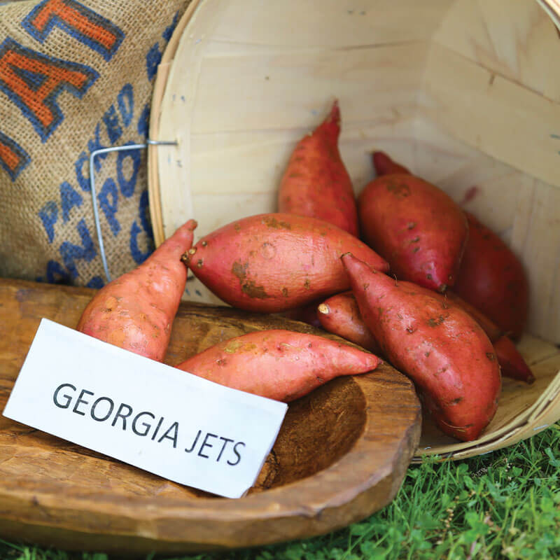 Georgia Jet Sweet Potato