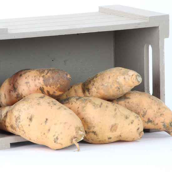 Sweet Potato Vardaman Harris Seeds