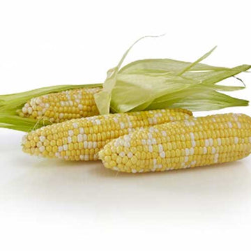 Sweet Corn Biotech Temptation II F1 Seed