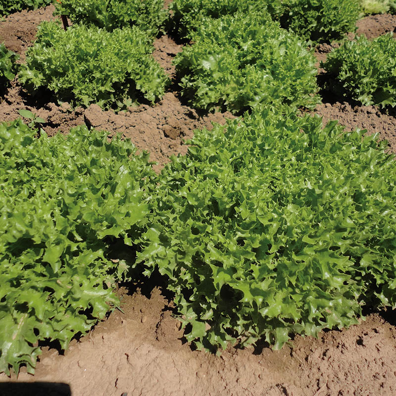 Lettuce Ezrilla MTO Organic Seed