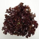 Lettuce Brentwood MTO Organic Seed