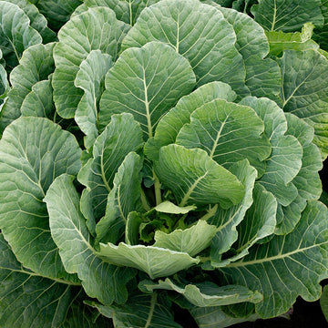 Collard Greens For Sale - Grow Collard Greens – Harris Seeds