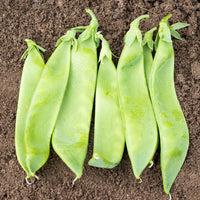Pea Avalanche Seed