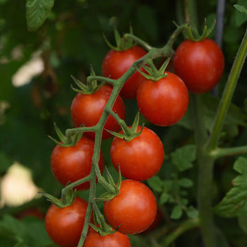 Tomato Artemis F1 Seed