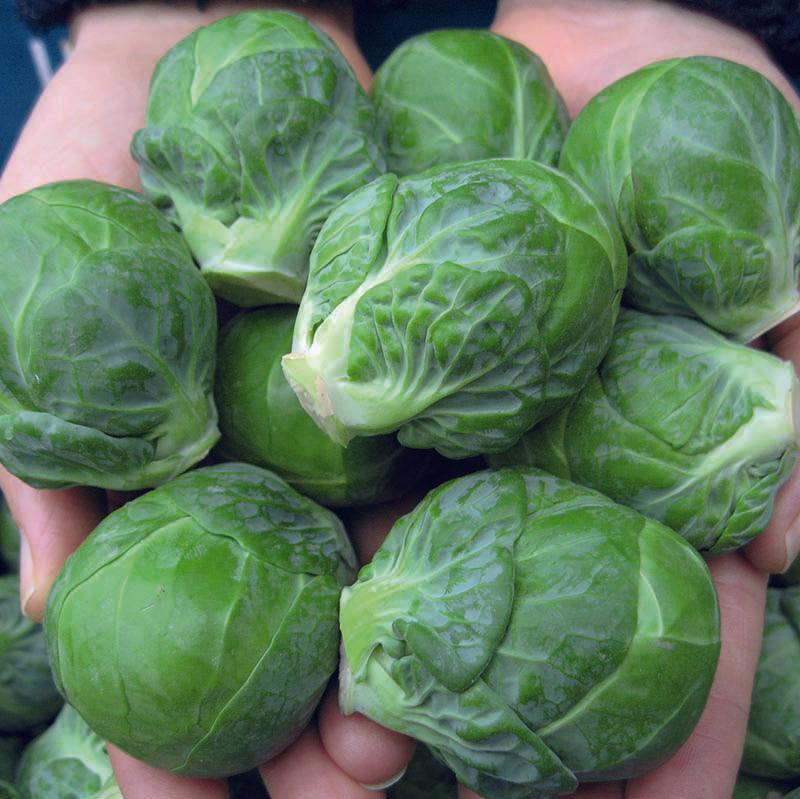 Brussels Sprouts Marte F1 Seed