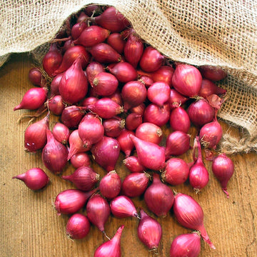 Onion Sets Red Karmen
