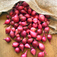 Onion Sets - Red Karmen