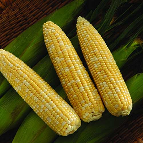 Sweet Corn Biotech SV9014SB F1 Seed
