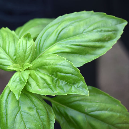 Basil Prospera Premium F1 Organic Seed – Harris Seeds