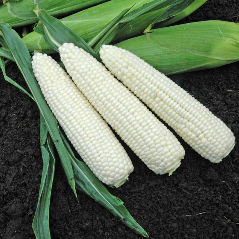Sweet Corn Xtra-Tender Natural Bright XR F1 Organic Seed