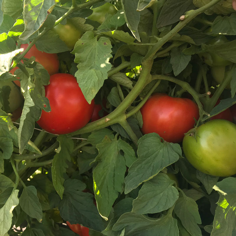 Tomato Galahad F1 Organic Seed