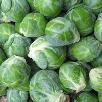 Brussels Sprouts Dagan F1 Seed