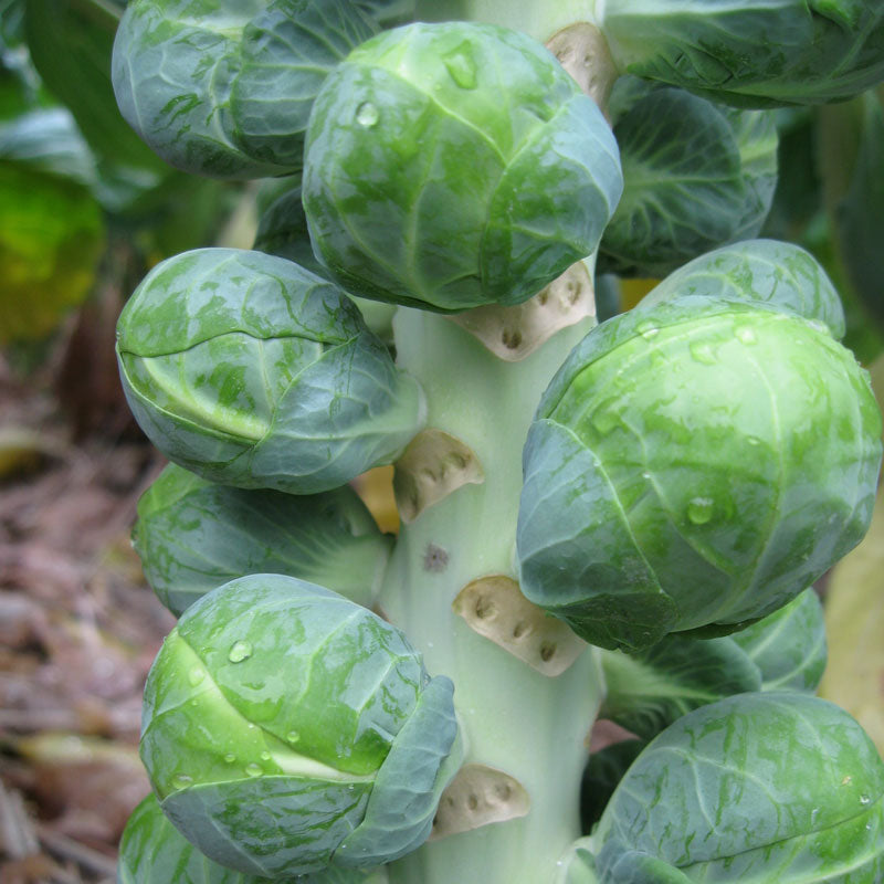 Brussels Sprouts Dagan F1 Seed