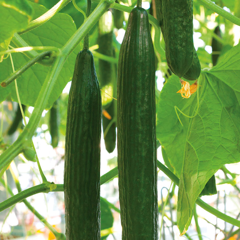 Cucumber Poniente F1 Organic Seed