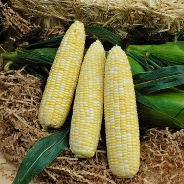 Sweet Corn Signature XR F1 Seed
