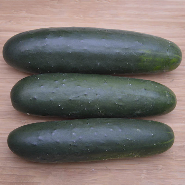 Slicer Cucumbers - SunFed®