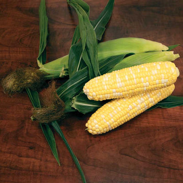Sweet Corn Biotech Patriarch F1 Seed