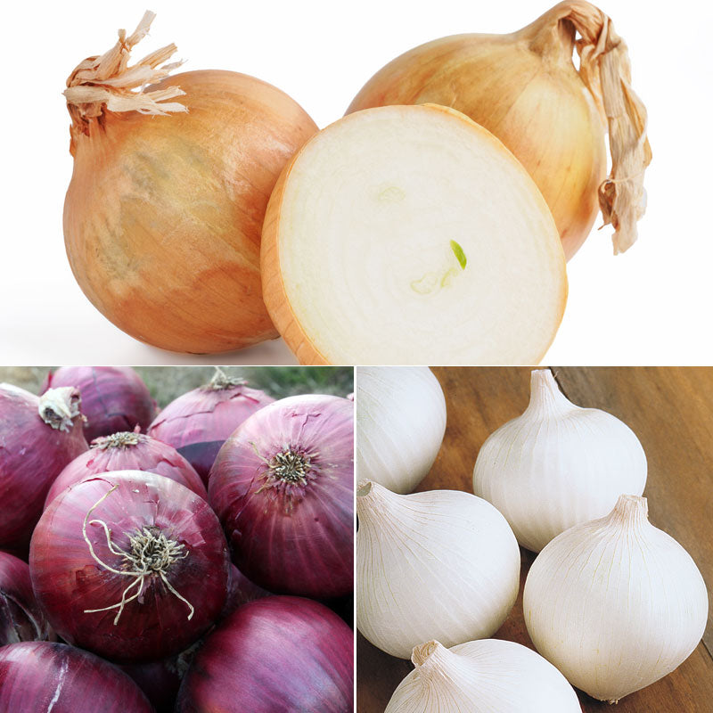 Onion Short Day 30 Bunch Collection - Live Plants