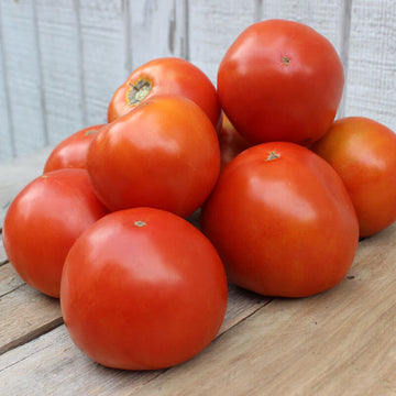Tomato Saybrook F1 Seed