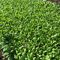 Spinach Acadia F1 Organic Seed