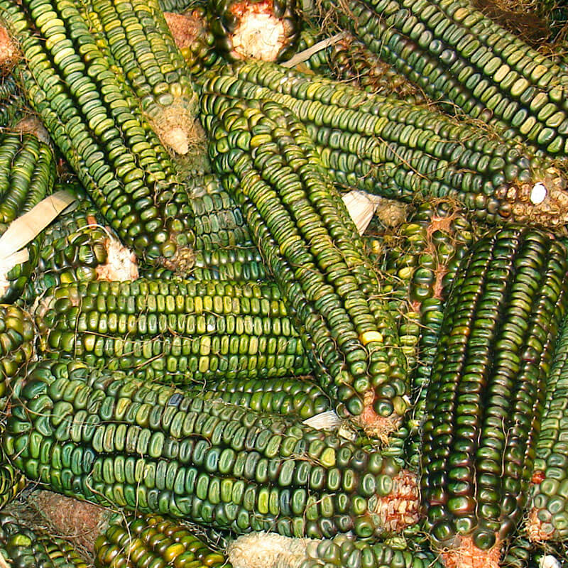 Ornamental Corn Oxacana Green Dent Seed