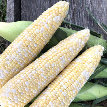 Sweet Corn Progression F1 Seed
