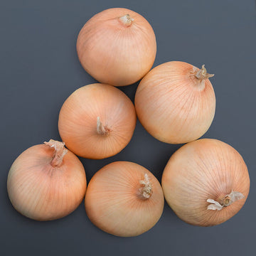 Onion Expression F1 Seed