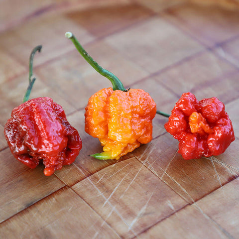 carolina reaper seeds for planting Pepper Carolina Reaper Seed – Harris Seeds