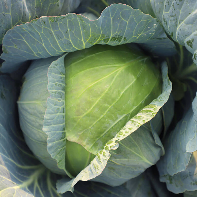 Defender Cabbage Cabbage Xtreme Vantage F1 Seed – Harris Seeds
