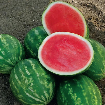 Watermelon Powerhouse F1 Seed