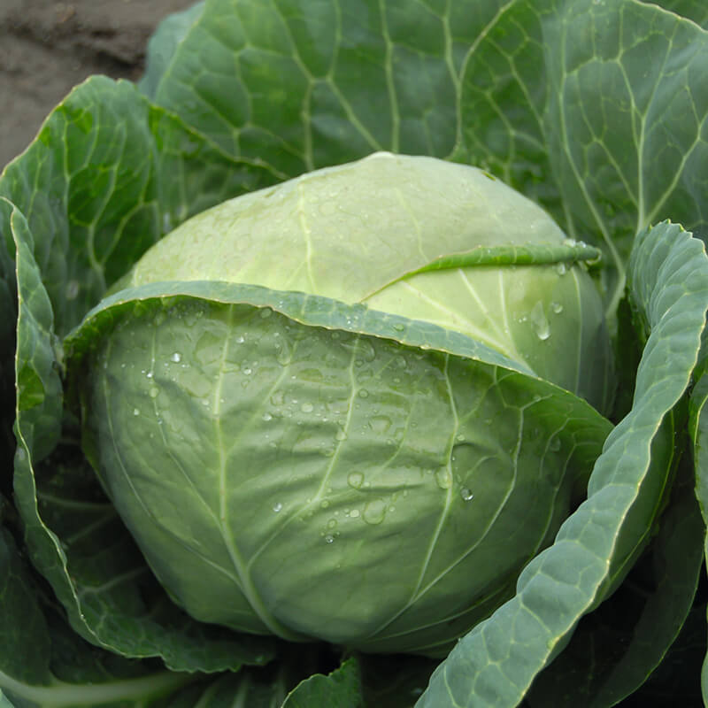 Cabbage Katarina F1 Seed