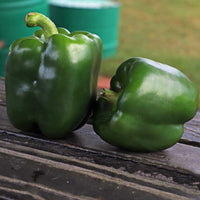 Pepper Captain F1 Seed