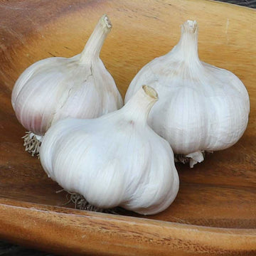 Garlic Purple Hardneck
