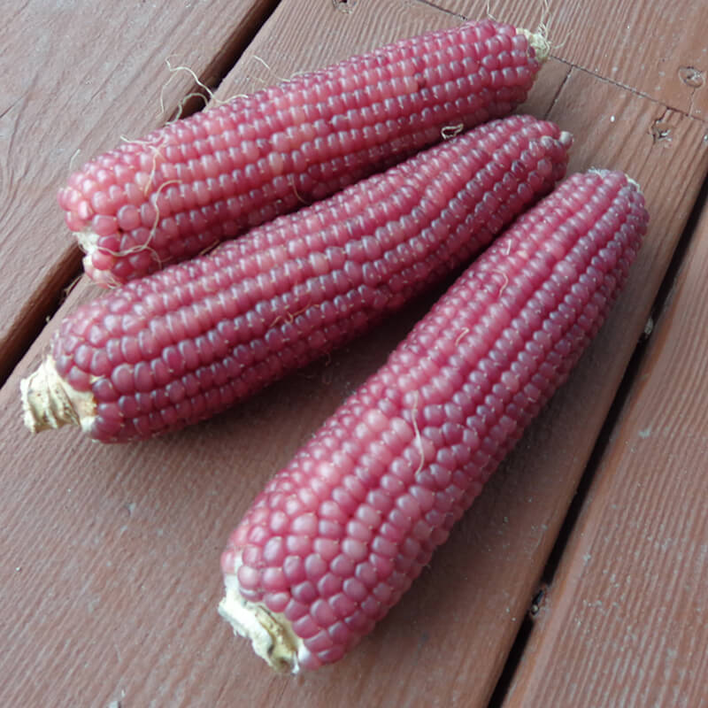 Ornamental Corn Early Pink Seed