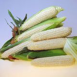 Sweet Corn Eden RMN F1 Seed