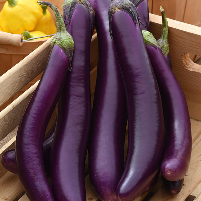 Eggplant Asian Delite F1 Seed
