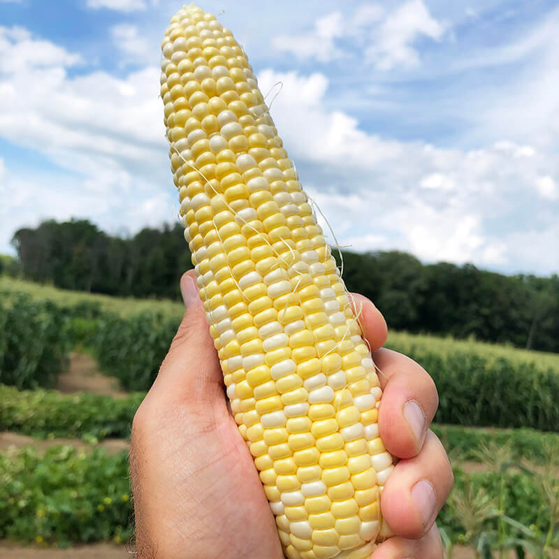 Sweet Corn Evolution F1 Seed – Harris Seeds