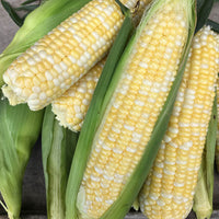 Sweet Corn Evolution F1 Seed